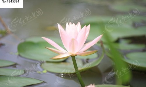 脸上痘痘痒是什么原因-脸上痘痘又红又痒用什么药、脸上痘痘吃什么药效果好 -脸上痘痘很痒吃什么药网